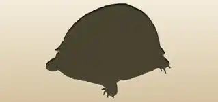 Turtle silhouette