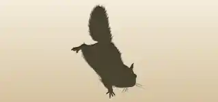 Flying Squirrel silhouette