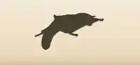 ムササビのシルエット