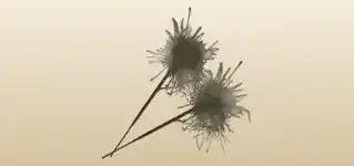 Sparklers silhouette
