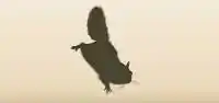 ムササビのシルエット