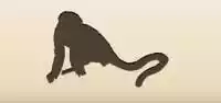 サル