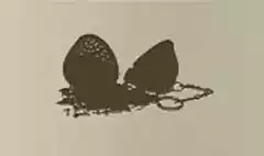 茶こし