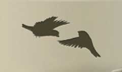 Sparrows silhouette