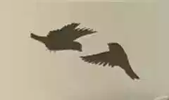 スズメ