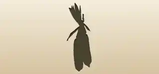 Corn silhouette