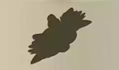 ムラサキガイ
