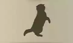 ネコ