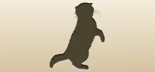 Cat silhouette