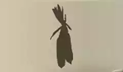 トウモロコシ