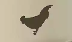 ニワトリ