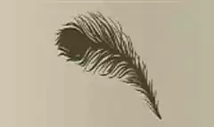 クジャクの羽