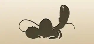 Lobster silhouette