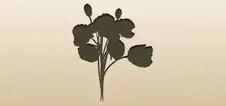 Poppies silhouette