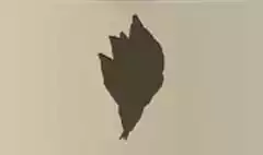 魚