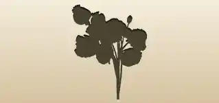 Poppies silhouette