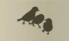 Sparrows silhouette