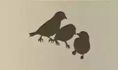 スズメ