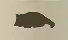 ネコ