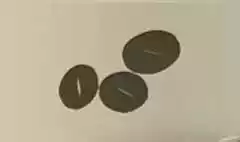コーヒー豆