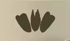 ムラサキガイ