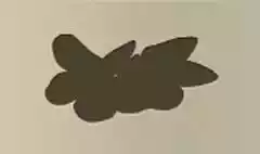 ムラサキガイ