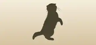 ネコ