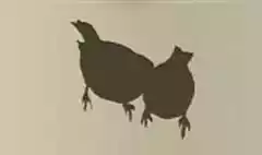 スズメ