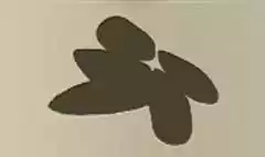 ムラサキガイ