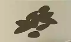 ムラサキガイ