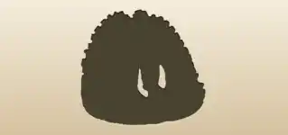 タコ