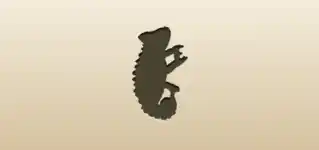 Chameleon silhouette