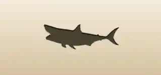Shark silhouette
