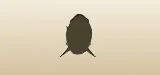 Shark silhouette