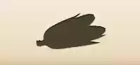 トウモロコシ