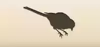 カササギ