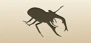 甲虫
