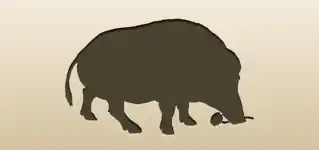 Boar