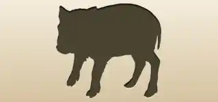 Boar