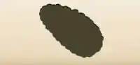 Pinecone