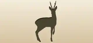 Roe Deer