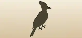 Woodpecker