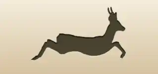 Roe Deer
