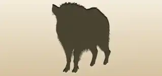 Boar
