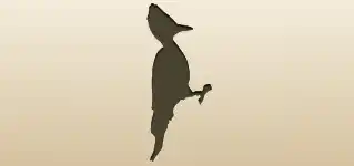 Woodpecker