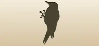 Woodpecker