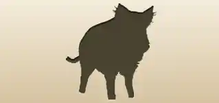 Boar