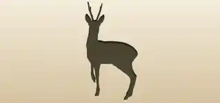 Roe Deer