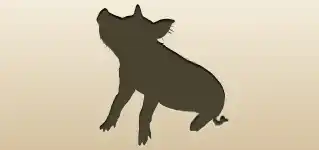Boar