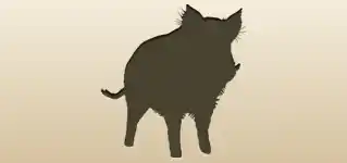 Boar